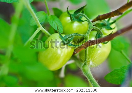 tomato growth on the branch