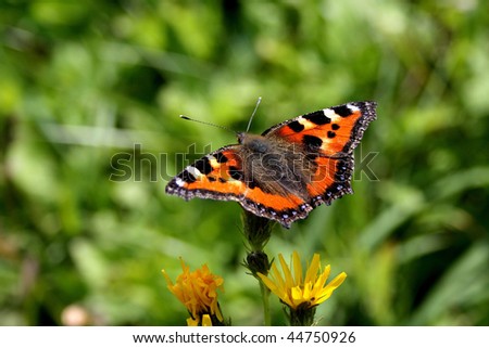 The beautiful red butterfly sits with the straightened wings on a yellow flower