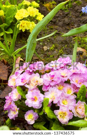 Pink primroses (Primula) in the garden, after the rain. Cloudy day. Spring flowers in the garden. Adobe RGB. DFF image