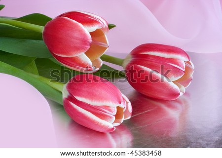 Red-white tulips
