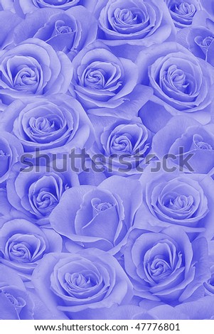 Big bunch of blue roses