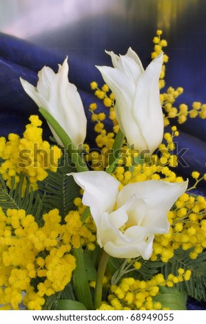 Bouquet of tulips and a mimosa on a black background