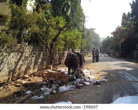 Animals eating garbage in Bangalore (India)