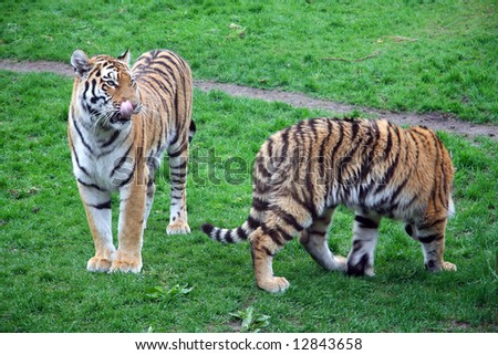 Two Tigers on a grass field