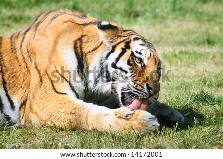 Tiger laying in the grass licking his paw.