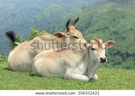 Cow and calf resting in grasses on the hill top