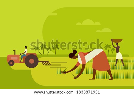 Agricultural workers planting paddy seedlings in the field with a tractor in the background