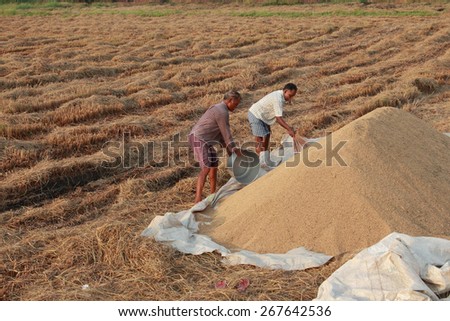 ALLEPPEY, INDIA - APR 03 : Unidentified farmers do the post harvest jobs in their rice fields in April 03, 2015 in the Kuttanad region in Alleppey, Kerala, India.