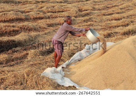 ALLEPPEY, INDIA - APR 03 : An unidentified farmer engages in the post harvest jobs in the rice fields in April 03, 2015 in the Kuttanad region in Alleppey, Kerala, India.