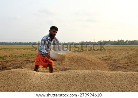 ALLEPPEY, INDIA - APR 03 : An unidentified farmer engages in the post harvest jobs in the rice fields in April 03, 2015 in the Kuttanad region in Alleppey, Kerala, India