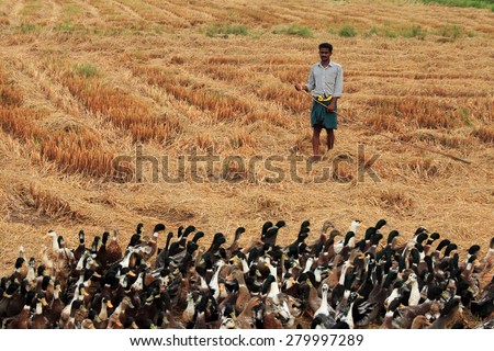 ALLEPPEY, INDIA - APR 03 : An unidentified duck farmer guides his ducks in the rice fields on April 03, 2015 in Alleppey,  India.Duck farming is a major activity in backwater regions of Alleppey.