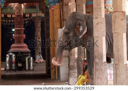 KUMBAKONAM, INDIA - JUL 14 : A temple elephant  stands at the premises of  Kumbeswarar temple on July 14, 2015 in Kumbakonam, India. Most of the captive elephants in South India are owned by temples