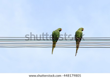 Similar – Foto Bild Papageien Pärchen sitzt nebeneinander auf einem Ast im Regenwald von Costa Rica