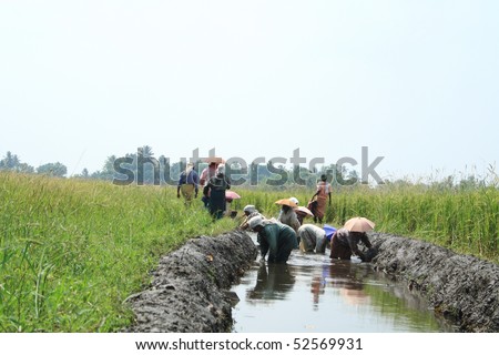 ALLEPPEY, INDIA - OCTOBER 20 : Agricultural workers making irrigation furrow in the paddy fields October 20, 2009 in Alleppey, Kerala, India.