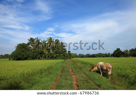 A cow in a beautiful Indian village landscape