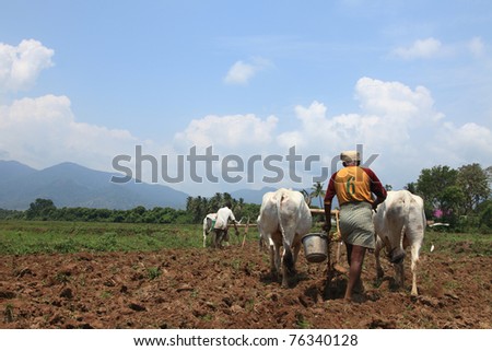 SENGOTTAI, INDIA - MAY 01 : Farmers plowing  agricultural field in traditional way where a plow is attached to bulls on May 01, 2011 in Sengottai, Tamilnadu, India.