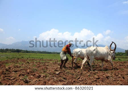 SENGOTTAI, INDIA - MAY 01 : An unidentified farmer plows agricultural field by conventional method where a plow is attached to bullocks on May 01, 2011 in Sengottai, Tamilnadu, India.