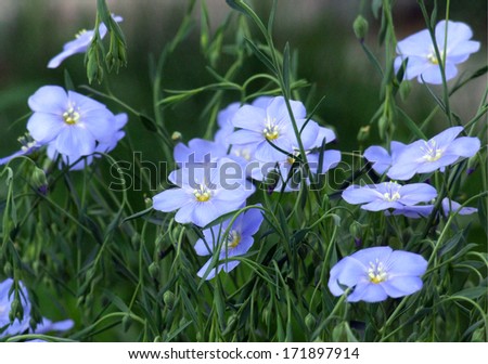 gently blue flowers. blossoming flax