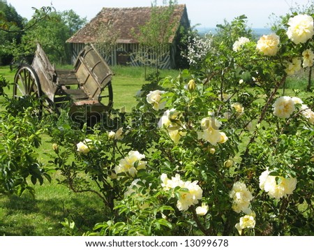 View of cart through roses with old barn beyond