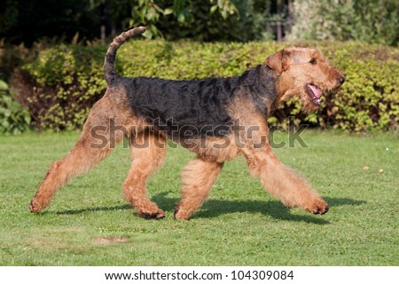 Running nice airedale terrier