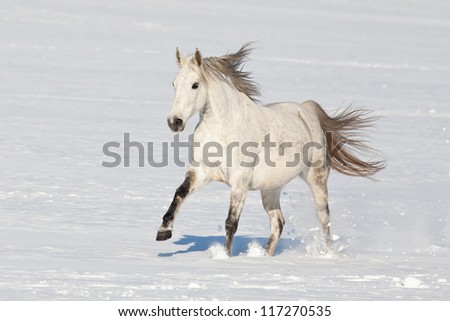 Nice horse running through snowy landscape