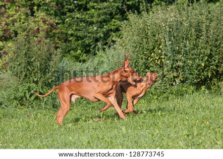 Two nice pharaoh hound dog running