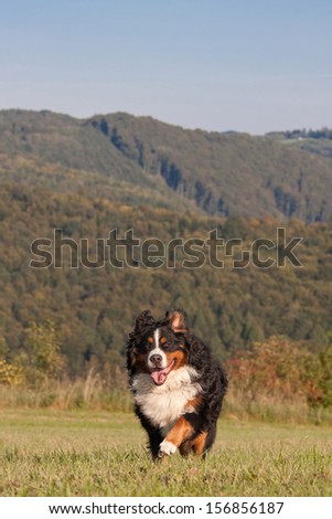 Happy bernese mountain dog running