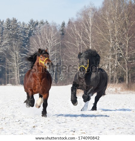 Two big horses running