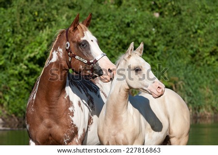 Portrait of nice paint horses