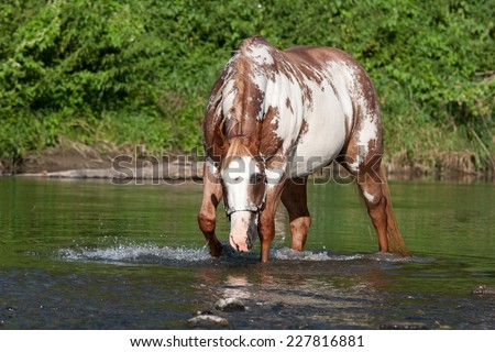 Nice paint horse in a river