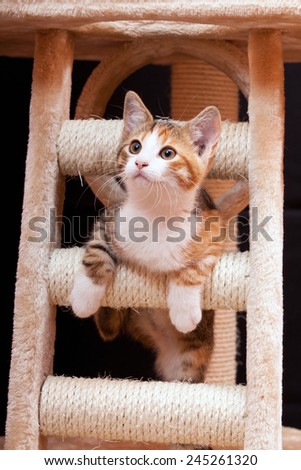 Cute young tabby cat on scratching post against black background