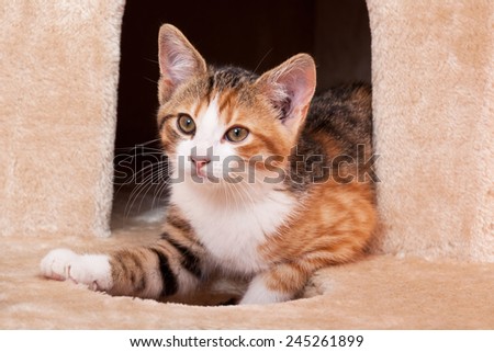 Cute young tabby cat laying on scratching post against black background