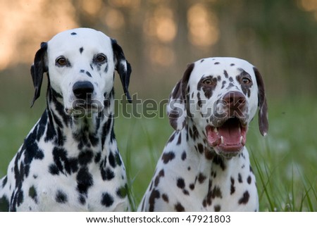 Portrait of two nice Dalmatian