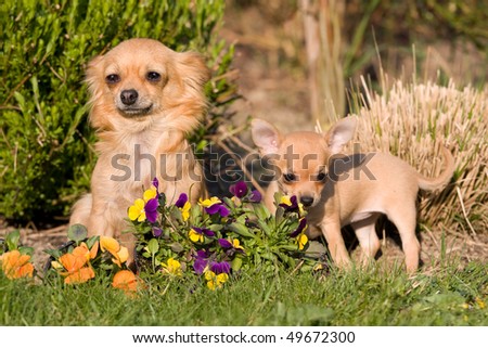 Female Chihuahua with nice puppy