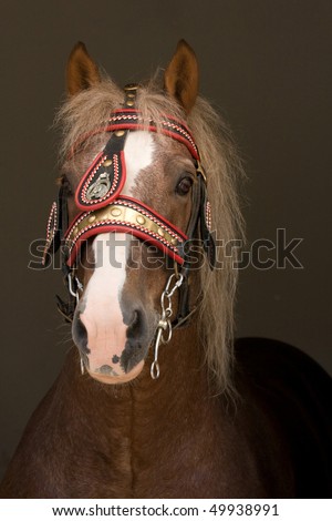 Portrait of nice big horse with bridle