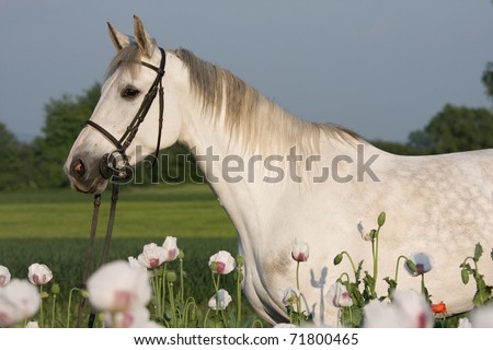 Portrait of white horse in the poppy field
