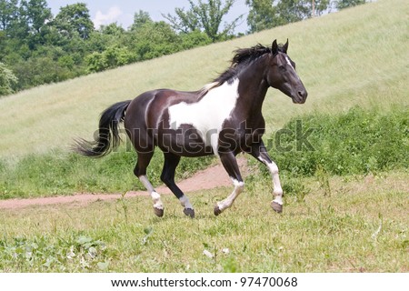 Nice paint horse running
