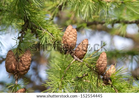 Green larch tree branches with brown cones in summer forest close up