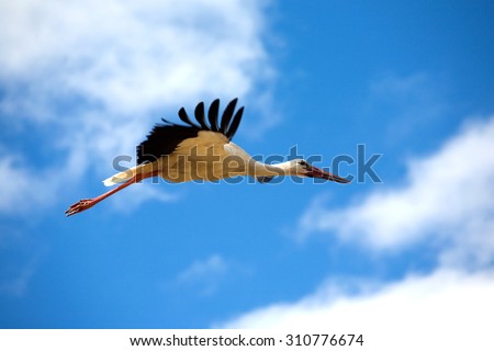 Big stork with long red beak flys against blue sky with white clouds. Birds in the wild closeup