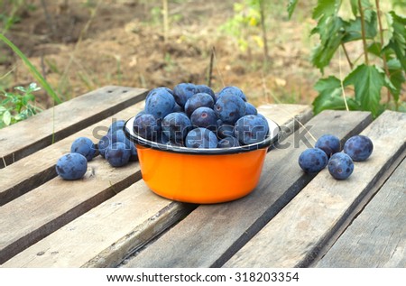 Still life with many ripe blue plums in metal orange bowl on a wooden table. Photo outdoors front view close up