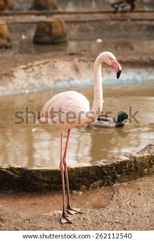 Flamingo standing on both legs