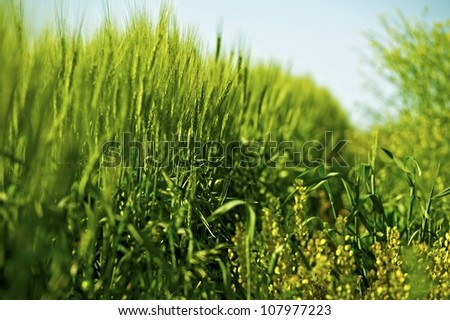 Rye and Grasses Early Summer Theme. Green Rye Ears. Nature Photo Collection.