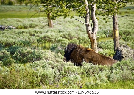 Lonely Bison in the Yellowstone National Park. Bison Under the Tree. Wildlife Photography Collection.