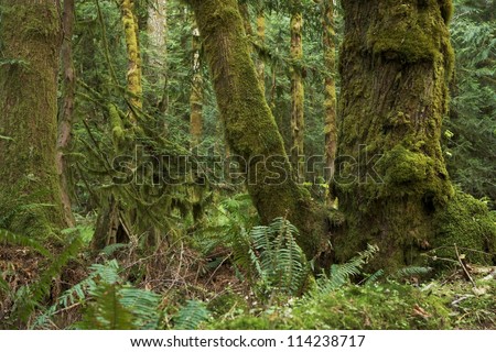 Northwest Rainforest - Washington State Olympic National Park, USA. Mossy  Rainforest Scenery. Washington State Photo Collection.