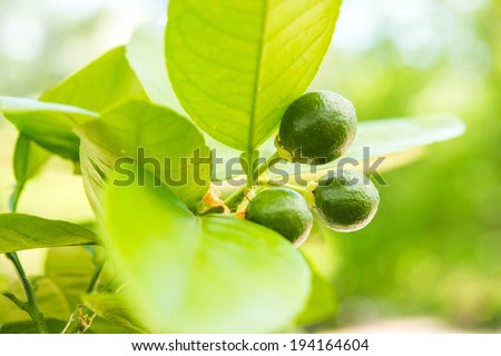 Grapefruit Tree with Small Grapefruit Fruits Hanging on the Branch.