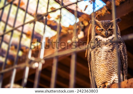 Poor Owl in Captivity. Great Horned Owl in Captivity. Bird in the Cage.