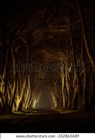 Mysterious Park Alley at Night Artificially Illuminated. Old Scenic Park Alley in California, United States. Beauty of the Nature. Old Park Road.