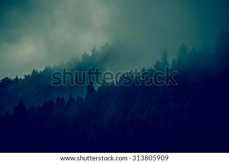 Foggy Forest Background. Forest Tree Lines Layers. Dark Green Color Grading.