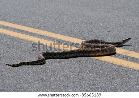 Pretty Long Bull Snake on the Road. Central Colorado State near Great Sand Dunes. Colorado USA.