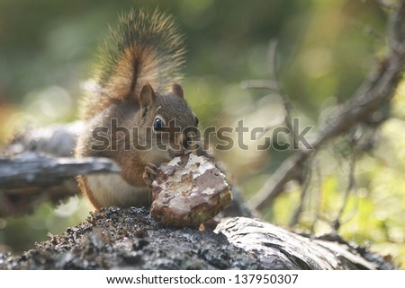 close up of a red squirrel eating on a trunk into forests of Quebec, Canada